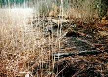 photograph